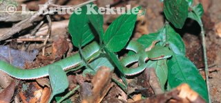Green pit viper