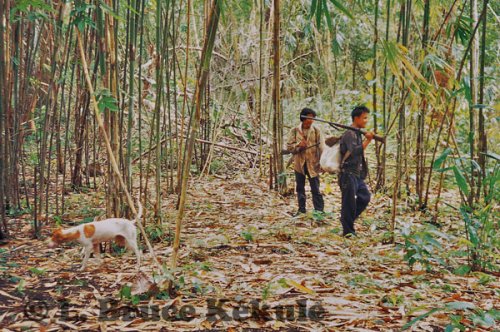 Poachers in Sai Yok NP