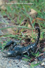 Scorpion