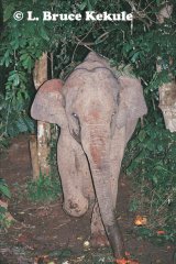 Asian elephant scavenging discarded fruit in Kaeng Krachan NP