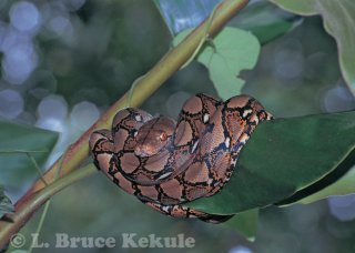 Reticulated pythong in Huai Kha Khaneg WS