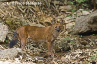 Asian Wild Dog in Kaeng Krachan NP