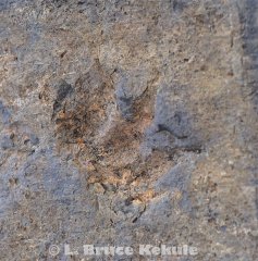 Fossil arcosaur fottprint