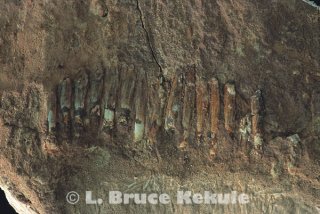 Sauropod dinosaur fossil teeth