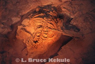 Sauropod dinosaur fossil