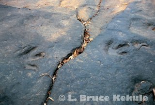Fossil theropod dinosaur fottprints