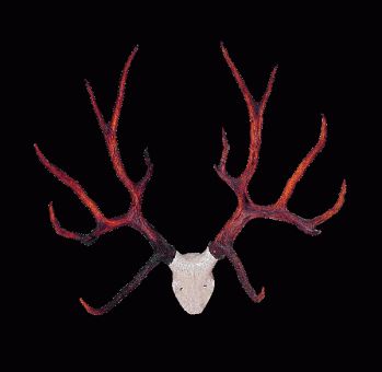 schomburgks-deer-antlers-w_0