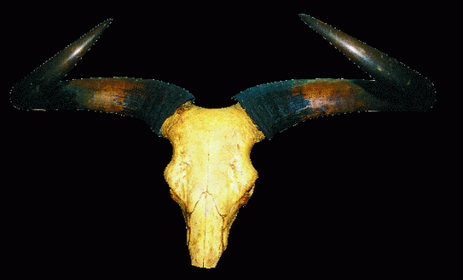 kouprey-horns-w