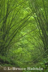 Bamboo along the road in Thung Yai