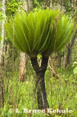 Cycad by the road in Thung Yai
