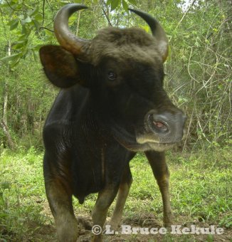 Gaur cow in Thung Yai Naresuan Wildlife Sanctuary