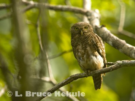 Asian Barred Owlet