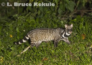 Large Indian Civet