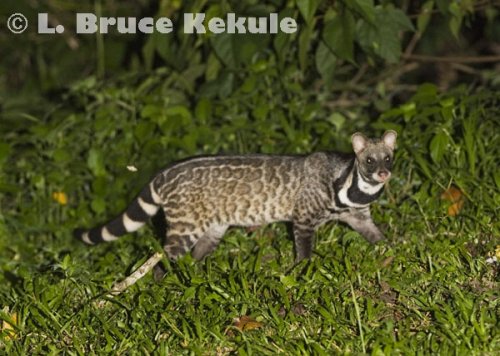 Large Indian Civet