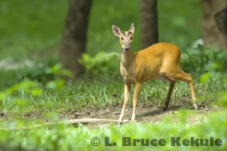 Female muntjac