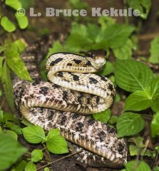 Siamese Cat snake