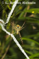 Spider in Thung Yai