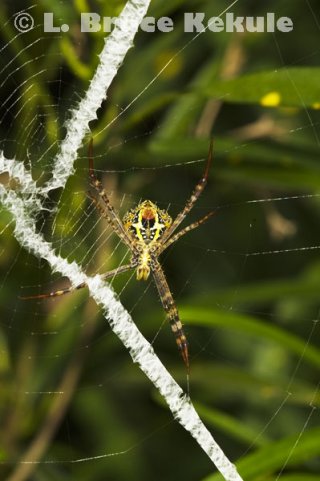 Spider in Thung Yai
