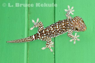 Tokay in Thung Yai