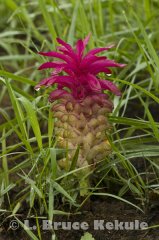 Wild ginger in Thung Yai
