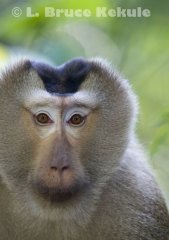 Pig-tailed macaque in Khao Yai