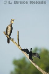 Great & little cormorants in Khao Ang Rue Nai