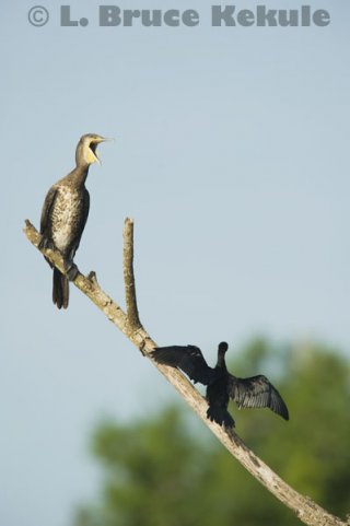 Great & little cormorants in Khao Ang Rue Nai