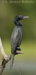 Little cormorant in Khao Ang Rue Nai