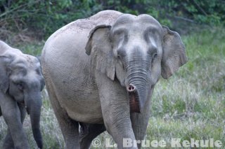 Mother elephant and infant in Khao Ang Rue Nai