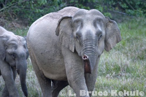 Mother elephant and infant in Khao Ang Rue Nai