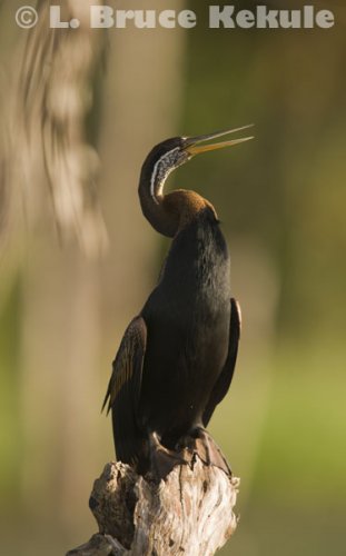 Oriental darter in Khao Ang Rue Nai
