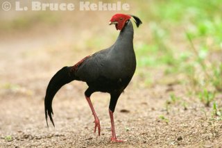 Siamese fireback in Khao Ang Rue Nai