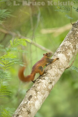 Variable squirrel in Khao Ang Rue Nai