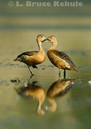Lessor whistling ducks in Khao Ang Rue Nai