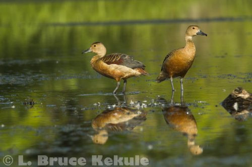 Lessor Whistling ducks in Khao Ang Rue Nai