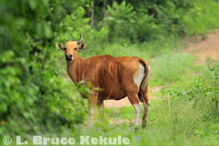Banteng cow in Khao Ang Rue Nai