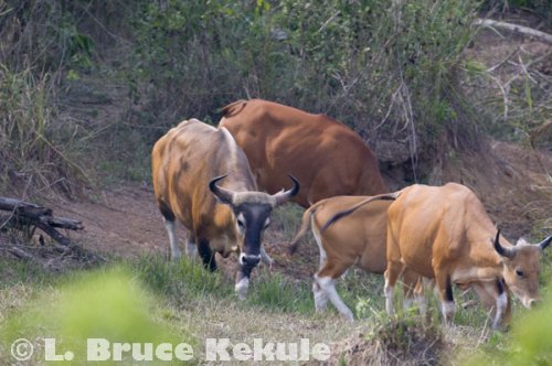 Banteng in Khao Ang Rue Nai