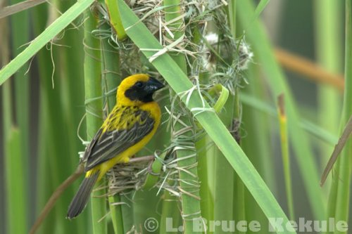 Asian golden weaver making a nest