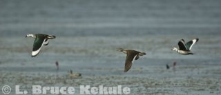 Cotton pigmy goose in Beung Boraphet