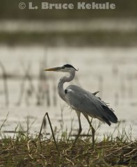 Grey heron in Beung Boraphet