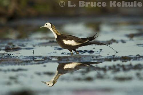 Pheasant-tailed jacana in Beung Boraphet