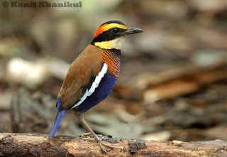 Banded Pitta male