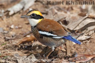 Banded Pitta in Khao Phra Bang Khram