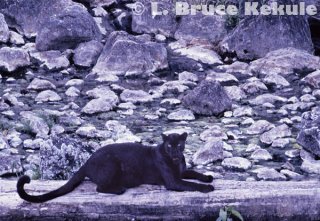 Black leopard at a hot spring