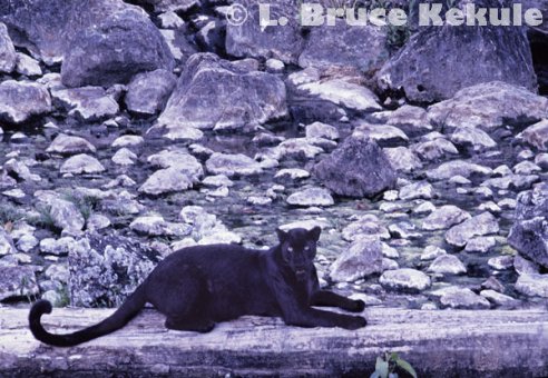Black leopard at a hot spring