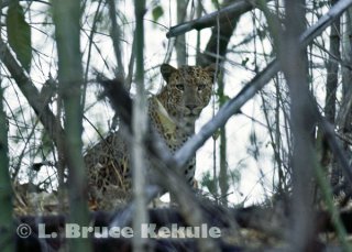 Leopard in bamboo in Huai Kha Khaeng