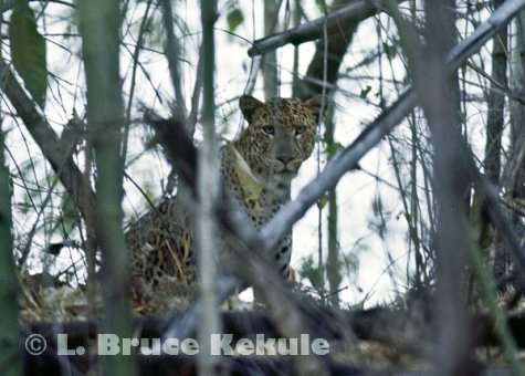 Leopard in bamboo in Huai Kha Khaeng