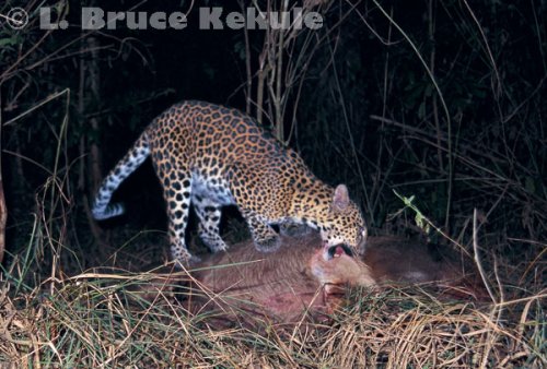 Leopard on sambar kill