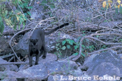Leopard at a mineral lick
