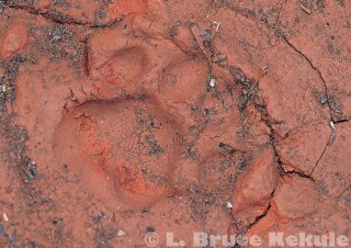 Leopard track in Kaeng Krachan National Park